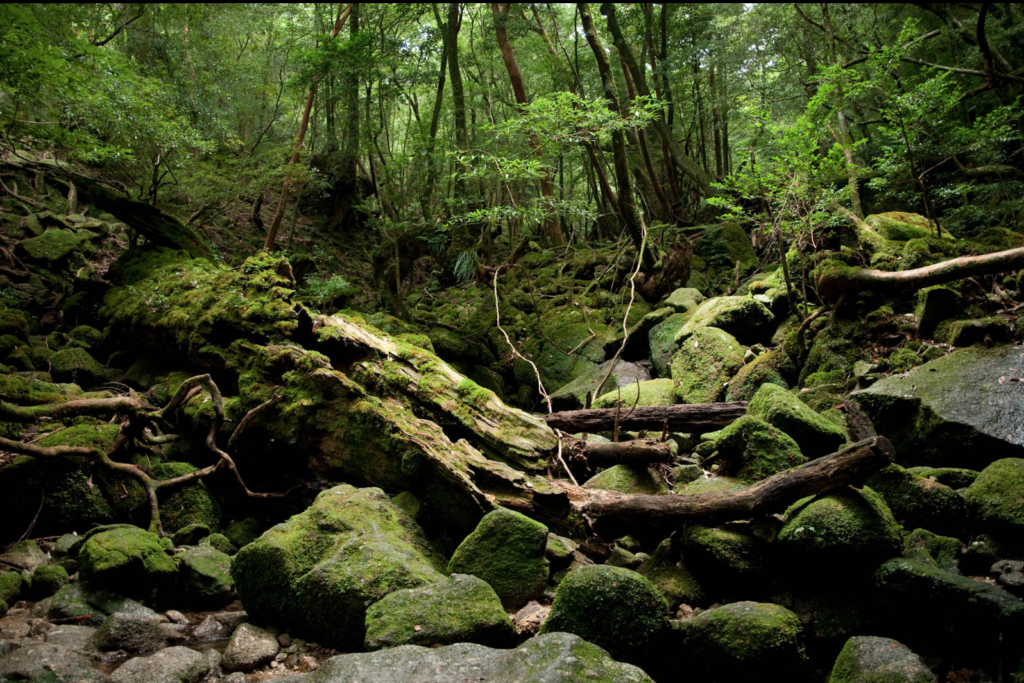 東京 ディナー 宿 東京 ホテル 格安 江東区